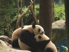 -中国大熊猫保护研究中心雅安碧峰峡基地