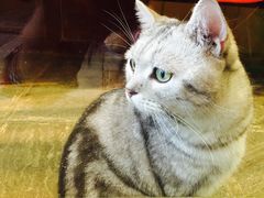 -猫咪博物馆(顶澳仔猫街店)
