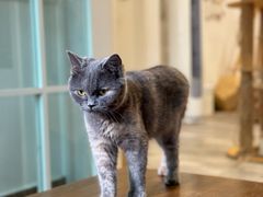 -楼上猫咖(罗湖店)