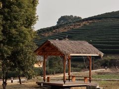 -龙坞茶村