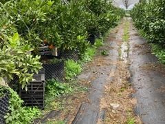 -前小桔亲子创意农场·草莓采摘·露营烧烤