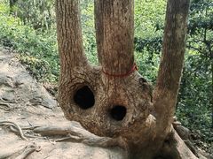 -上海佘山国家森林公园天马山园