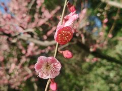 -白塘生态植物园