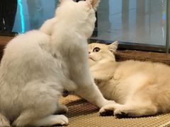 -观音桥步行街