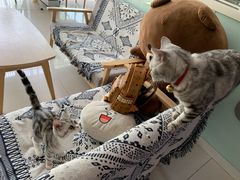 -平行世界·猫咖(首经贸店)