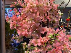 -双季花艺园艺市场(浦东店)