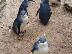 -费瑟代尔野生动物园