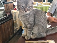 -吉丁鸟咖·异宠·寄养