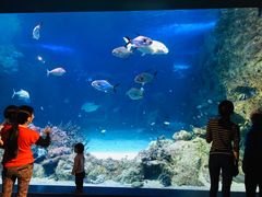 -悉尼海洋生物水族馆