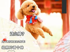 -BABIT巴比特宠物(MOMOPARK店)