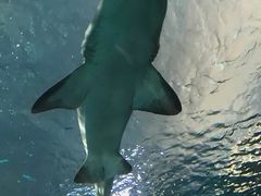 -瑞普利水族馆