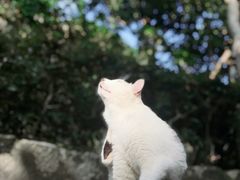 -厦门鸿山寺