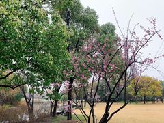 -上海滨江森林公园