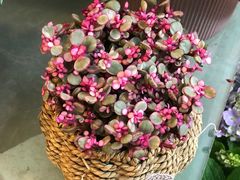 -双季花艺园艺市场(浦东店)