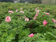-洛阳市隋唐城遗址植物园