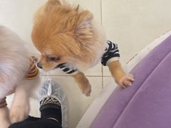 -怪兽屋·羊驼·猫咖·狗咖(俊华广场店)