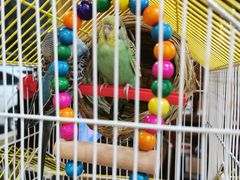 -三里屯土灶炖公鸡地锅鸡(江东店)