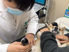 -安安宠医·臻爱宠物医院·宠保定点(营门口路分院)