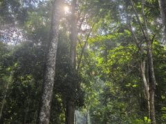 -西双版纳原始森林公园