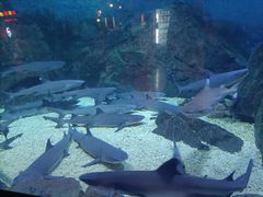 -烟台海昌鲸鲨海洋公园