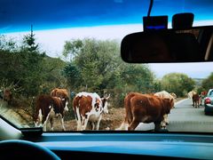 -塞罕坝国家级自然保护区