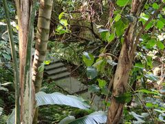 -深圳仙湖植物园