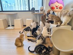 -有喵·猫咖·狗咖·30几只猫10只小狗(岗厦店)