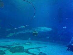 -烟台海昌鲸鲨海洋公园