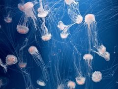 -海合安天津极地海洋公园