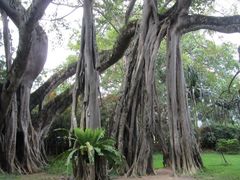 -瑞丽独树成林风景区