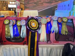 -青奢宠物·青奢猫舍