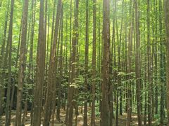 -山王坪喀斯特国家生态公园