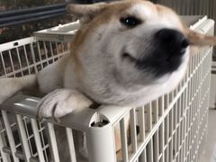 -柴犬高等学院·狗咖·柴犬售卖·宠物训练