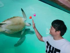 -广东惠东海龟国家级自然保护区