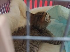 -瑞鹏宠物医院·骨科·猫科·内科(第一中心)