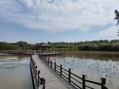 -大湾区中央湿地公园