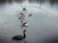 -溱湖国家湿地公园