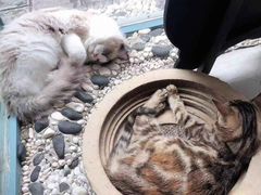 -喵屿·大理花园猫咖