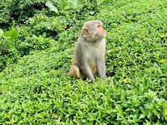 -海南热带野生动植物园