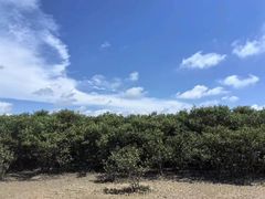 -北海金海湾红树林生态旅游区