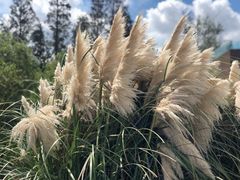 -上海滨江森林公园