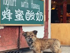 -古树酸奶(八廓南街店)