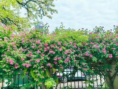 -天津五大道文化旅游区