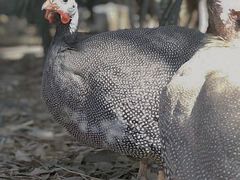 -费瑟代尔野生动物园