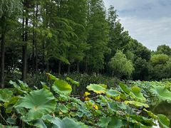 -陈家山荷花公园