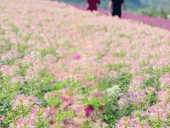 -径山花海