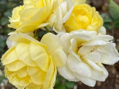 -人民公园(罗湖区)