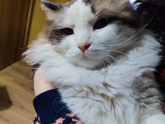 -白兔子密室(长寿路店)