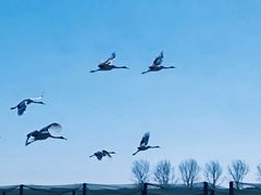 -盐城丹顶鹤湿地生态旅游区