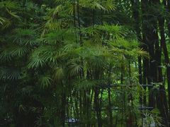 -望江楼公园